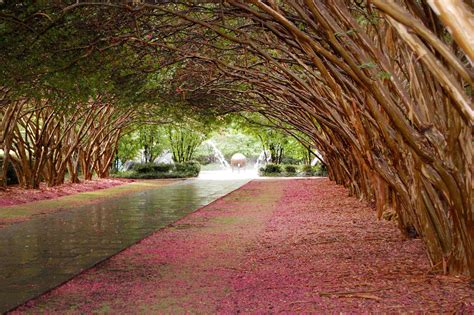 Botanical gardens dallas - The Dallas Arboretum requests all visitors to follow the guidelines set by the City of Dallas and/or the county of Dallas. Please select which entrance you would like to enter at below, there is limited availability for each entrance. …